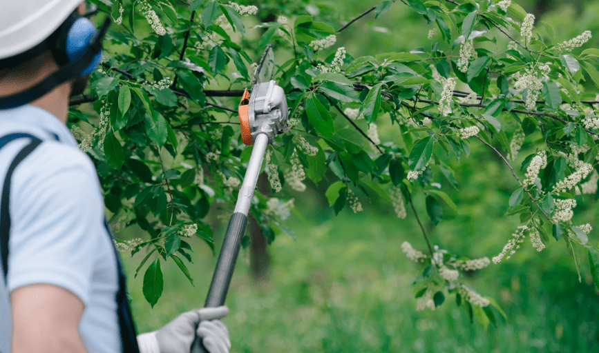 Tree Trimming